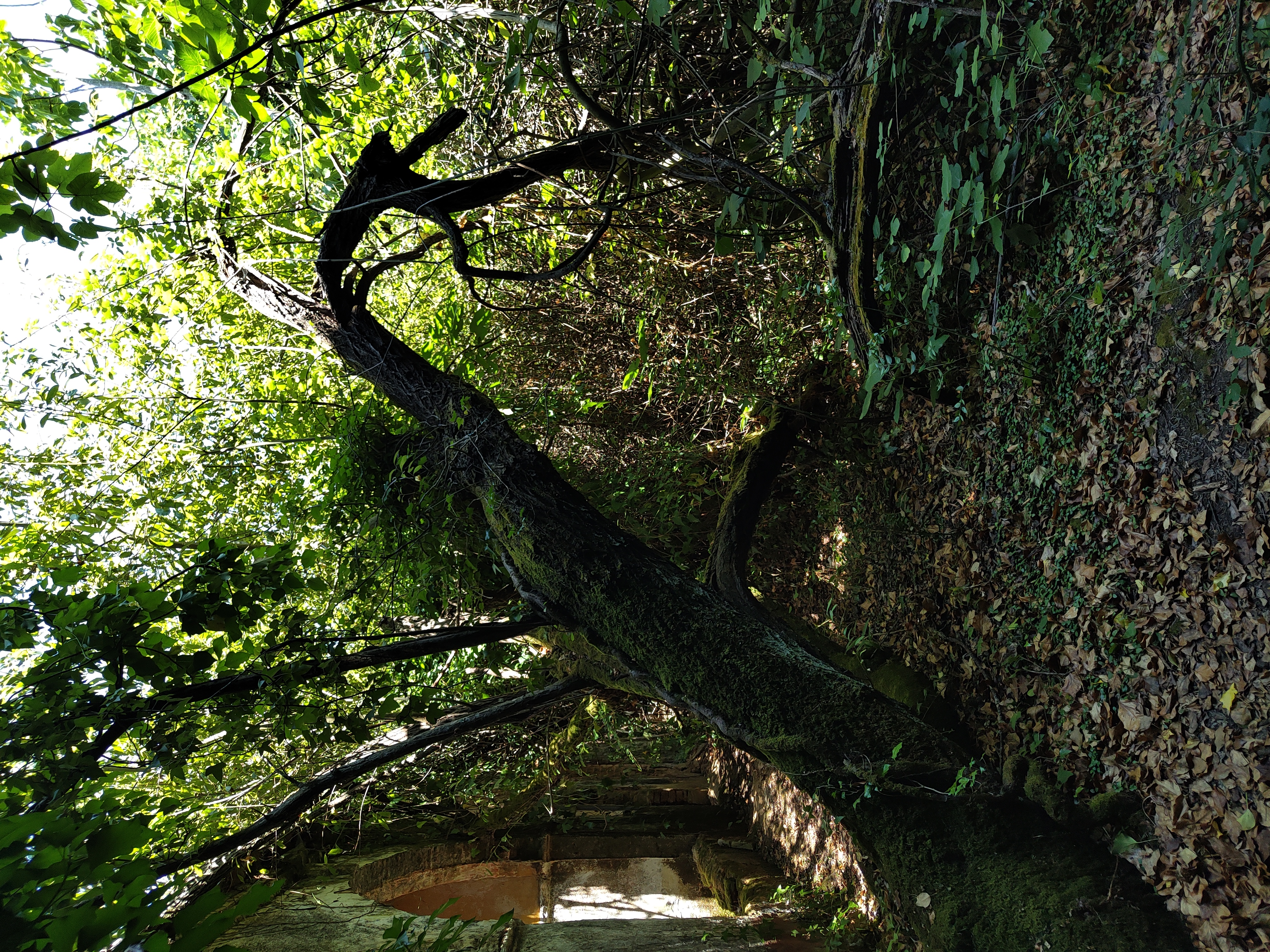 Patio interior reclamado por la naturaleza